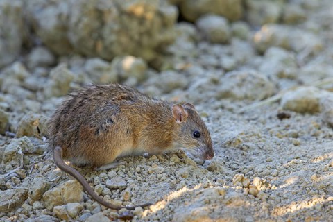 Brown rat, common rat, Norwegian rat, Norway rat (Rattus norvegicus) foraging in field