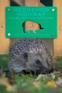 European hedgehog (Erinaceus europaeus) adult animal walking through a Hedgehog highway sign on an