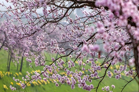 Almond tree (Prunus dulcis), Southern Palatinate, Palatinate, Rhineland-Palatinate, Germany