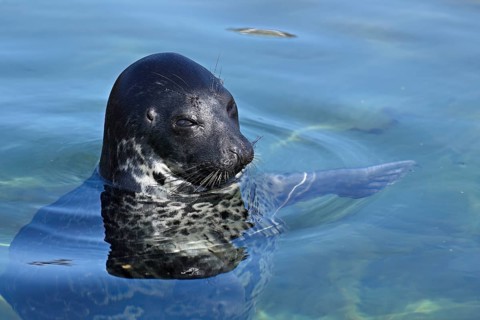Grey seal (Halichoerus grypus), swimming in a pool, Ecomare breeding station, Texel, West Frisian