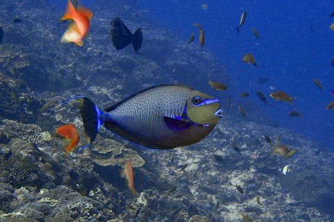 Blue fish, masked nose doctor fish (Naso vlamingii), swimming in a lively, colourful underwater