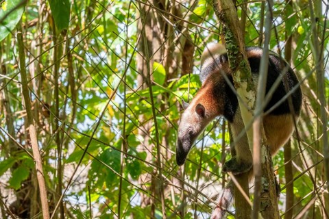 Northern tamandua (Tamandua mexicana), anteater sitting in a tree, in the rainforest, Corcovado