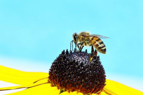 European honey bee (Apis mellifera), collecting nectar from a yellow coneflower (Echinacea