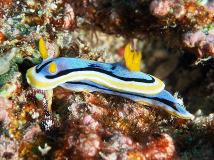 Blue-yellow sea snail, Elisabeth's Chromodoris (Chromodoris elisabethina), on coral reef with