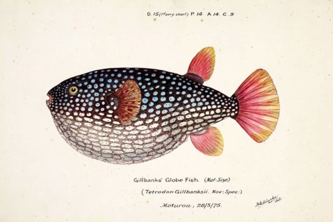 Pufferfish species from the family Tetraodontidae, Arothron gillbanksi, Tetrodon gillbanksii,