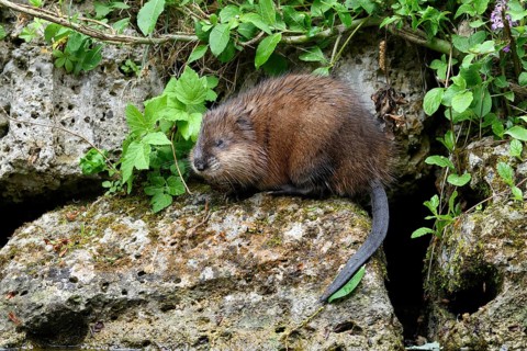 Muskrat in the area, rat, rats, animals, mammals, (Ondatra zibethicus), rodent, rodent, mouse-like,