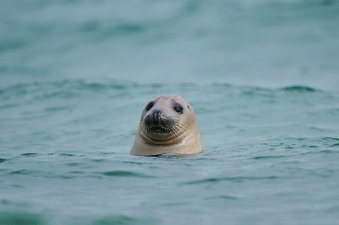 Grey seal (Halichoerus grypus) looking out of the water while swimming in the sea, Düne, Helgoland,