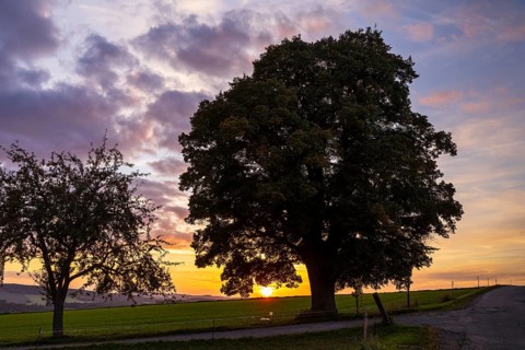 Winter lime tree (Tilia cordata) at sunset, Leubsdorf, Erzgebirge, Saxony, Germany