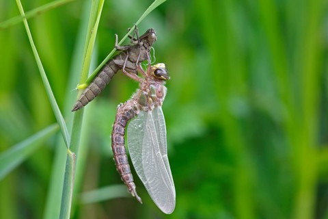 Early reed hunter (Brachytron pratense), imago with exuvium on a reed stalk, after hatching,