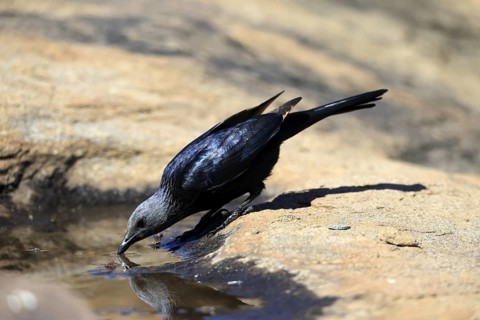 Red-winged Starling (Onychognathus morio), adult, at the water, female, drinking, Mountain Zebra