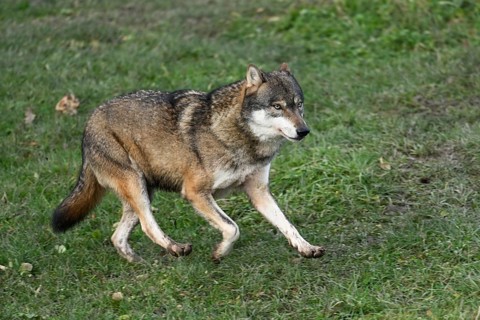 European gray wolf (Canis lupus lupus), running in a meadow, captive, Switzerland
