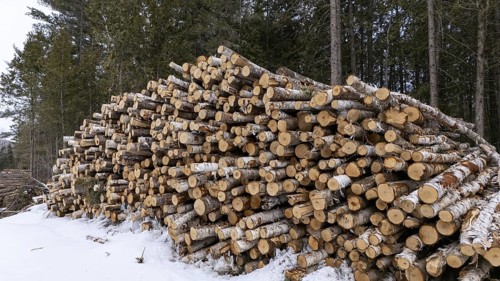 Tree trunks stored after cutting and before being transported to the pulp mill. Region of La
