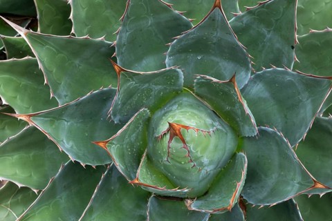 Agave (Agave), Inverewe Gardens, Osgood Mackenzie, Poolewe, Loch Ewe, Highlands, Highlands,