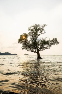 Tree in the sea, The Lonely Tree in the Sea, sunset, Klong Son Beach, Ko Chang, Koh Chang, Mu Ko