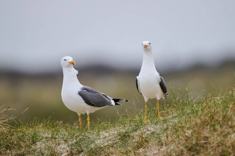 Yellow-legged gull (Larus michahellis) standing in the grass, Düne, Helgoland, Schleswig-Holstein,