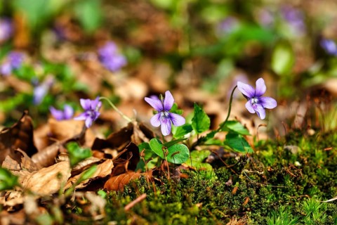 Wood violet (Viola reichenbachiana) among leaves on the forest floor, spring bloomer, Jakobsberg