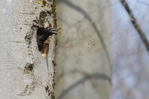 Black woodpecker (Dryocopus martius) throws wood shavings from its breeding den, Austria, Upper