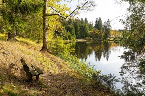 Bench overlooking a pond at the edge of a forest, autumn, raft pond near Muldenhammer, Vogtland,