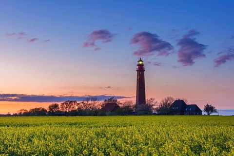 Flügge, Fluegge lighthouse in flowering rape field at sunset on Fehmarn island in the Baltic Sea in
