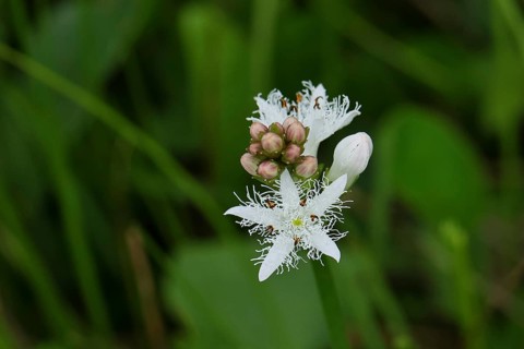 Menyanthes trifoliata or bitter clover, medicinal plant, close-up of a flower in a meadow,