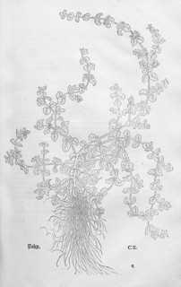 Polei mint, Polei, Flöhkraut (Mentha pulegium), woodcut by Leonhart Fuchs, from New Kreüterbuch,