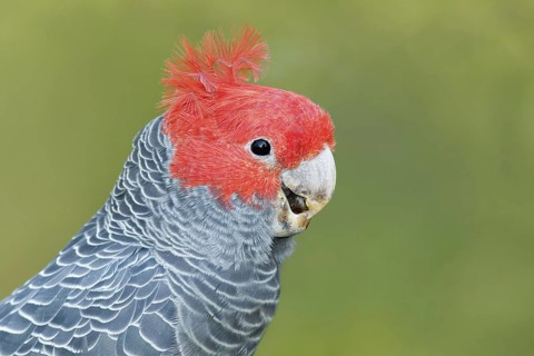 Gang-gang Cockatoo (Callocephalon fimbriatum) male, Victoria, Australia