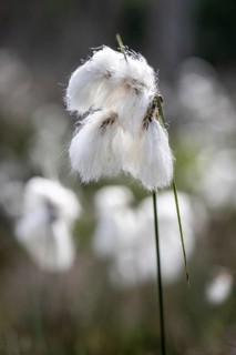 Common cottongrass (Eriophorum angustifolium), Emsland, Lower Saxony, Germany
