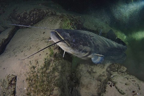 Wels catfish (Silurus glanis)