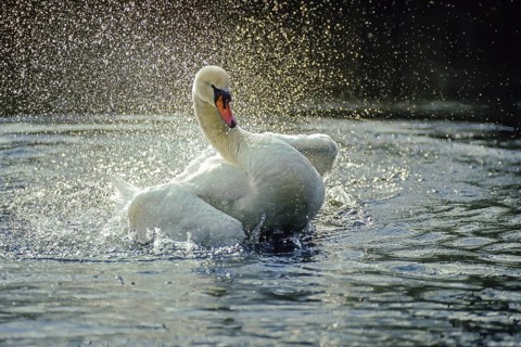 Mute swan. Cygnus olor. A swan cleans its plumage on the river. Forest of La Wantzenau. Region of