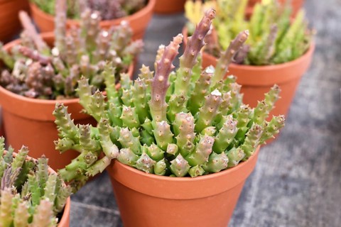 Small 'Stapelia Variagat' houseplant with cactus-like toothed stems in flower pot. Also called