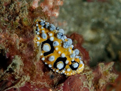 Structured eyespot wart slug (Phyllidia ocellata) in yellow and black on a sea sponge, dive site