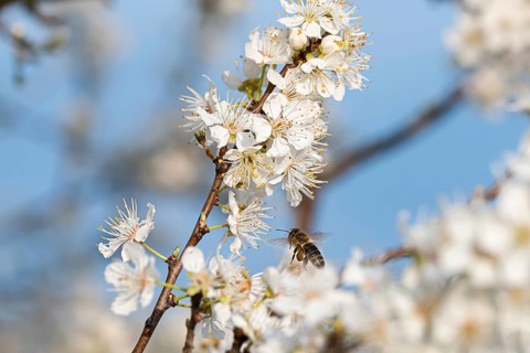 Myrobolane (Prunus cerasifera)