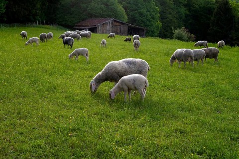Sheep, flock of sheep, pasture, refuge, Römerstein, Swabian Alb biosphere reserve,