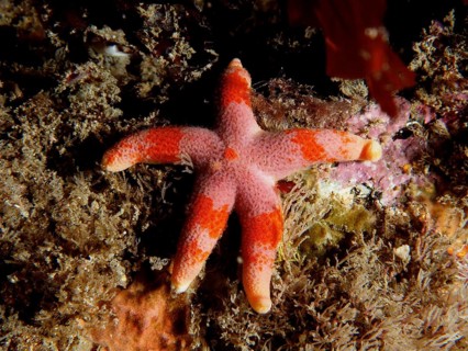 An orange-pink coloured starfish (Henricia) lies on the seabed among algae. Dive site Maharees