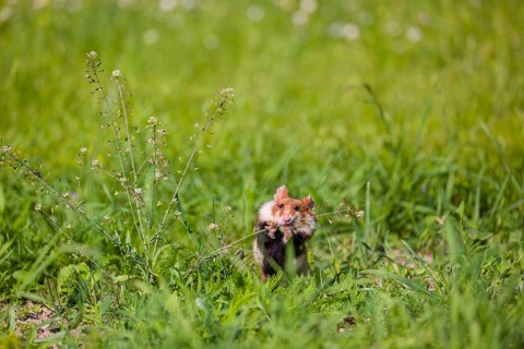 A European hamster (Cricetus cricetus), Eurasian hamster, black-bellied hamster or common hamster,