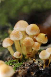 Brick Red Sulphur Head (Hypholoma lateritium, Hypholoma sublateritium), North Rhine-Westphalia,