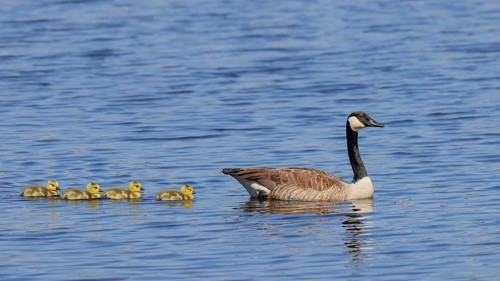 Canada goose (Branta canadensis) swimming with chicks in the water, Wildlife, Birds, Geese, Chicks,
