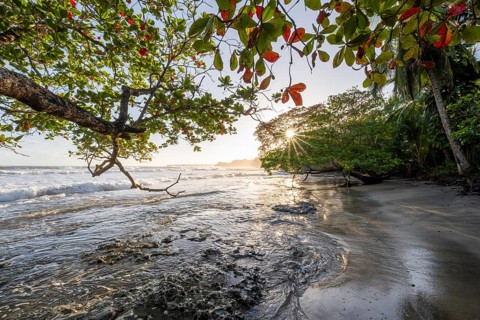 Sea and Caribbean sandy beach with tropical trees at sunrise, sun star, Caribbean coast, Playa