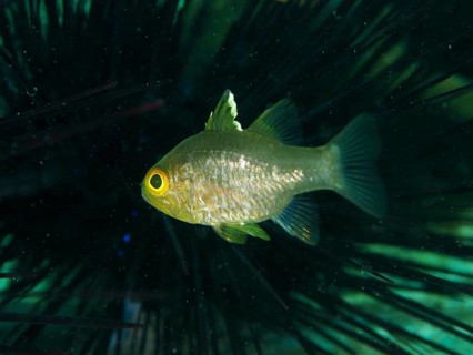 Greenish-yellowish fish, flagfin cardinalfish (Ostorhinchus hoevenii), swimming in a spiny