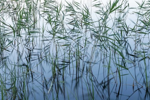 Reeds, lake, near Hartola, Finland