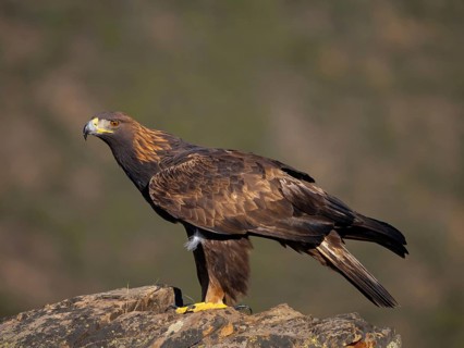 Golden eagle, (Aquila chrysaetos), bird of prey, hawk family, perch, biotope, habitat, foraging,