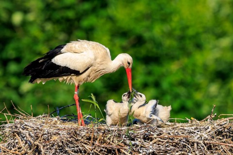 Adult stork showing care for its chicks in the nest, White stork (Ciconia ciconia), wildlife,