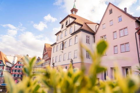 View of historic buildings with flowering plants in the foreground under a blue sky, town hall,