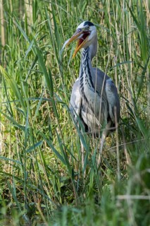 Grey Heron (Ardea cinerea) eating Common bleak (Alburnus alburnus), Mecklenburg-Western Pomerania,