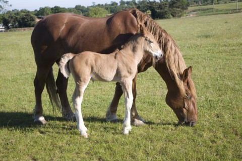 The Suffolk Punch Trust breeding colony, Hollesley, Suffolk, England, United Kingdom