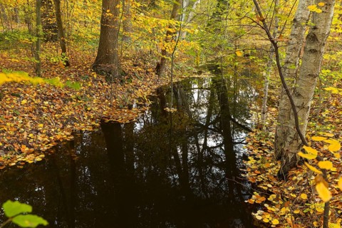 Water ditch in the forest with autumnal foliage colouring of the trees and reflection, Spreer