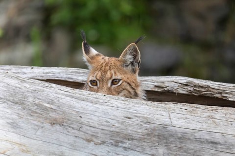 One Eurasian lynx, (Lynx lynx), hiding in a splittet log, only the head can be seen
