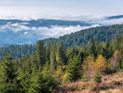 View over endless forests with valley mist on the Dreisesselberg (1333m) on the border with the