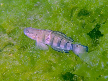 A striped fish, dredge goby (Amblygobius phalaena), swimming in dense green algae, dive site Secret