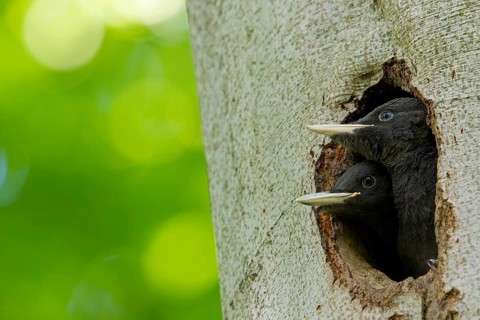 Black woodpecker, (Dryocopus martius), mTuiere, birds, woodpeckers, family of the true woodpeckers,